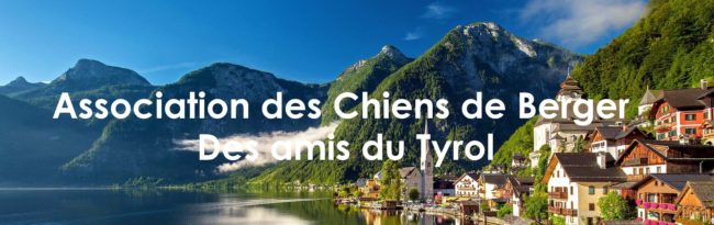 Association des Chiens de Berger Des amis du Tyroll Gmunden Autrichien